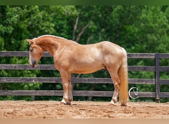 American Quarter Horse Mix, Wałach, 4 lat, 160 cm, Izabelowata