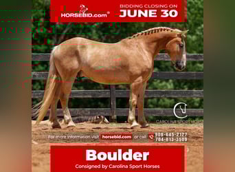 American Quarter Horse Mix, Wałach, 4 lat, 160 cm, Izabelowata