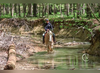 American Quarter Horse Mix, Wałach, 4 lat, 160 cm, Izabelowata