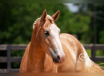 American Quarter Horse Mix, Wałach, 4 lat, 160 cm, Izabelowata