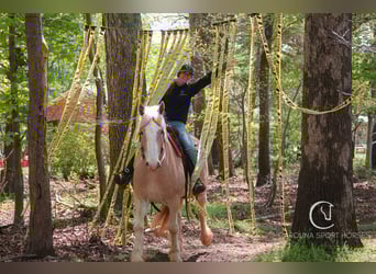American Quarter Horse Mix, Wałach, 4 lat, 160 cm, Izabelowata