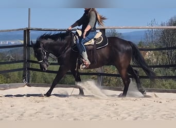 American Quarter Horse, Wałach, 4 lat, 160 cm, Kara