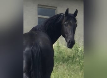 American Quarter Horse, Wałach, 4 lat, 160 cm, Kara