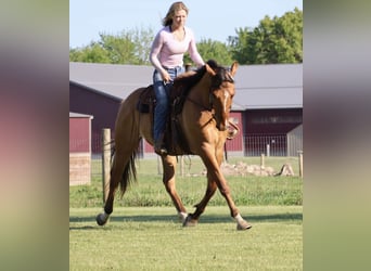 American Quarter Horse, Wałach, 4 lat, 163 cm, Bułana