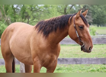 American Quarter Horse, Wałach, 4 lat, 163 cm, Bułana