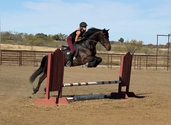 American Quarter Horse, Wałach, 4 lat, 163 cm, Gniada