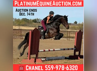 American Quarter Horse, Wałach, 4 lat, 163 cm, Gniada
