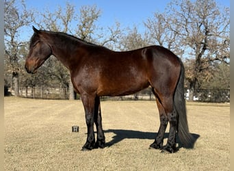 American Quarter Horse, Wałach, 4 lat, 163 cm, Gniada