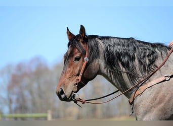 American Quarter Horse, Wałach, 4 lat, 163 cm, Gniadodereszowata