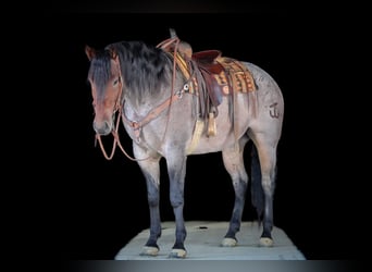 American Quarter Horse, Wałach, 4 lat, 163 cm, Gniadodereszowata
