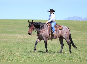 American Quarter Horse, Wałach, 4 lat, 163 cm, Gniadodereszowata