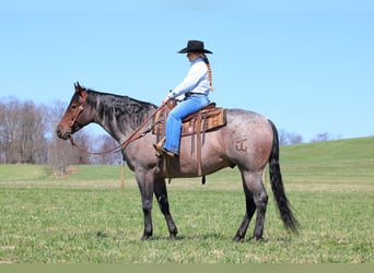 American Quarter Horse, Wałach, 4 lat, 163 cm, Gniadodereszowata