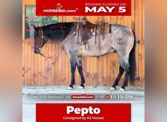American Quarter Horse, Wałach, 4 lat, 163 cm, Gniadodereszowata