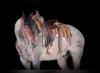 American Quarter Horse, Wałach, 4 lat, 163 cm, Gniadodereszowata