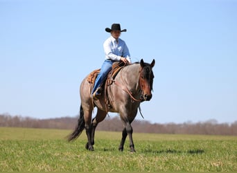 American Quarter Horse, Wałach, 4 lat, 163 cm, Gniadodereszowata