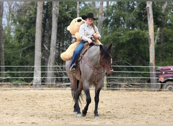 American Quarter Horse, Wałach, 4 lat, 163 cm, Gniadodereszowata