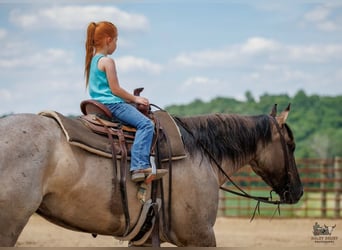 American Quarter Horse, Wałach, 4 lat, 163 cm, Grullo