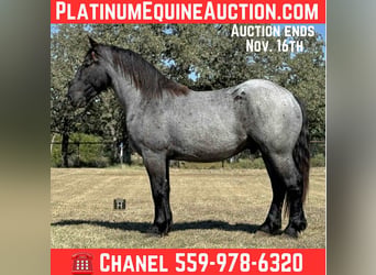 American Quarter Horse, Wałach, 4 lat, 163 cm, Karodereszowata