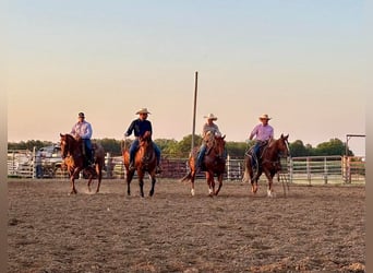 American Quarter Horse, Wałach, 4 lat, 163 cm, Kasztanowatodereszowata