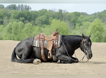 American Quarter Horse, Wałach, 4 lat, 163 cm, Siwa