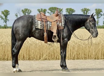 American Quarter Horse, Wałach, 4 lat, 163 cm, Siwa
