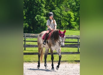 American Quarter Horse, Wałach, 4 lat, 163 cm, Siwa