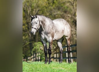 American Quarter Horse, Wałach, 4 lat, 163 cm, Siwa