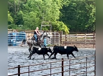 American Quarter Horse, Wałach, 4 lat, 163 cm, Siwa