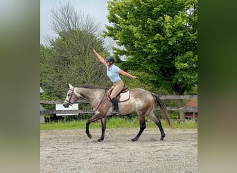 American Quarter Horse, Wałach, 4 lat, 163 cm, Siwa