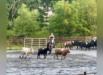 American Quarter Horse, Wałach, 4 lat, 163 cm, Siwa