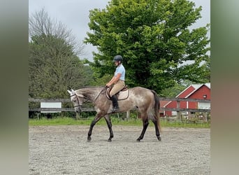 American Quarter Horse, Wałach, 4 lat, 163 cm, Siwa