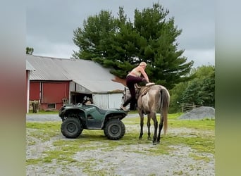 American Quarter Horse, Wałach, 4 lat, 163 cm, Siwa
