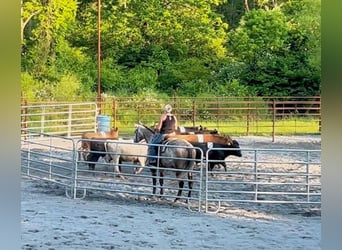 American Quarter Horse, Wałach, 4 lat, 163 cm, Siwa