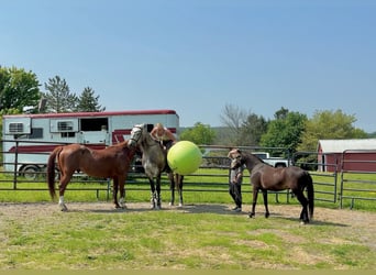 American Quarter Horse, Wałach, 4 lat, 163 cm, Siwa