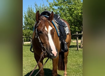 American Quarter Horse, Wałach, 4 lat, 165 cm, Kasztanowata