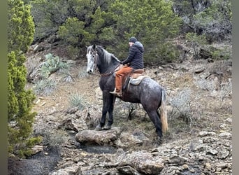 American Quarter Horse, Wałach, 4 lat, 170 cm, Siwa jabłkowita