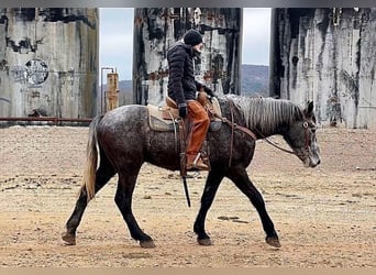 American Quarter Horse, Wałach, 4 lat, 170 cm, Siwa jabłkowita
