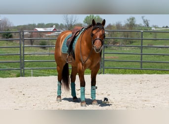 American Quarter Horse, Wałach, 4 lat, Bułana