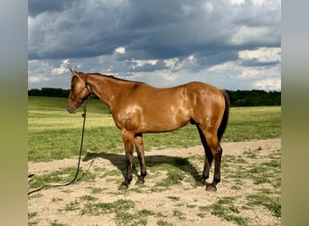 American Quarter Horse, Wałach, 4 lat, Bułana