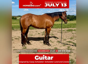 American Quarter Horse, Wałach, 4 lat, Bułana