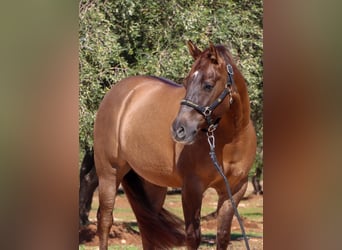 American Quarter Horse, Wałach, 4 lat, Bułana