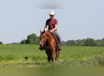 American Quarter Horse, Wałach, 4 lat, Bułana