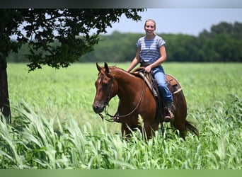 American Quarter Horse, Wałach, 4 lat, Ciemnokasztanowata