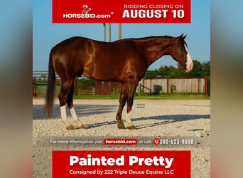 American Quarter Horse, Wałach, 4 lat, Ciemnokasztanowata