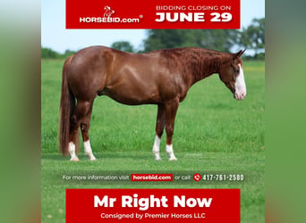 American Quarter Horse, Wałach, 4 lat, Cisawa
