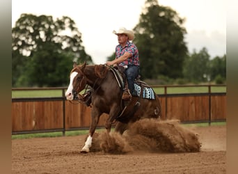 American Quarter Horse, Wałach, 4 lat, Cisawa