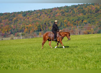 American Quarter Horse, Wałach, 4 lat, Cisawa