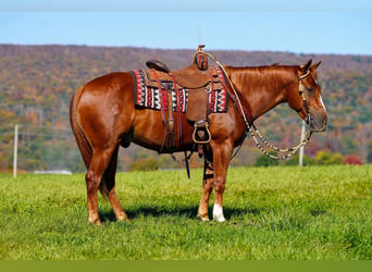 American Quarter Horse, Wałach, 4 lat, Cisawa