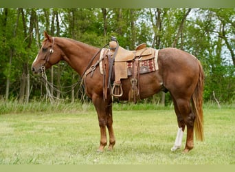 American Quarter Horse, Wałach, 4 lat, Cisawa