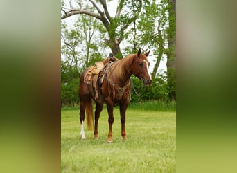 American Quarter Horse, Wałach, 4 lat, Cisawa